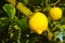 Citrus fruit rich in vitamin C â€“ ripe yellow Sicilian lemons o