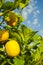 Citrus fruit rich in vitamin C â€“ ripe yellow Sicilian lemons o
