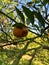 citrus fruit still hanging on the tree in a rotting condition with some caterpillars in it