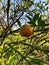 citrus fruit still hanging on the tree in a rotting condition with some caterpillars in it