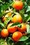 Citrus fruits Background - Bunch of ripe Orange tangerine hang