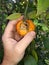 Citrus fruits damaged by Citrus scale mealybug