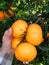 Citrus fruits damaged by Citrus scale mealybug
