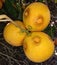 Citrus fruits damaged by Orchid thrips