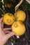 Citrus fruits damaged by Orchid thrips