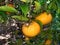 Citrus fruits damaged by Sphereical mealybug