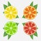 Citrus fruits with leaf. Orange, lime, lemon and grapefruit. Vector.