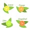 Citrus fruits orange, lime, grapefruit and lemon