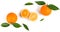 Citrus fruits - oranges.