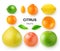 Citrus fruits in a row