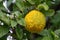 Citrus fruits of sour orange bergamot riping on blossoming thee