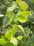 Citrus greening HLB huanglongbing yellow dragon diseased leaves and fruits