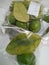 Citrus greening huanglongbing diseased samples for laboratory test