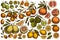 Citrus hand drawn vector illustrations collection. Colored kumquat, lemon, tangelo, grapefruit, orange, lime, mandarin