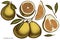 Citrus hand drawn vector illustrations collection. Colored pomelo.