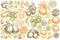 Citrus hand drawn vector illustrations collection. Stylized kumquat, lemon, tangelo, etc.