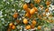 Citrus harvest many ripe yellow lemons hanging on tree branches in lemonaria greenhouse