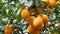 Citrus harvest many ripe yellow lemons hanging on tree branches in lemonaria greenhouse