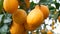 Citrus harvest many ripe yellow lemons hanging on tree branches in lemonaria greenhouse