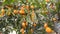 Citrus harvest many ripe yellow lemons hanging on tree branches in lemonaria greenhouse