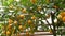 Citrus harvest many ripe yellow lemons hanging on tree branches in lemonaria greenhouse