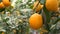 Citrus harvest many ripe yellow lemons hanging on tree branches in lemonaria greenhouse