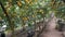 Citrus harvest many ripe yellow lemons hanging on tree branches in lemonaria greenhouse