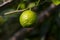 Citrus hystrix, called the kaffir lime, citrus fruit native to tropical Southeast Asia and southern China