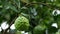 Citrus hystrix on the tree with leaves and branches