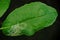 Citrus leafminer ;insect pest