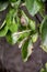 The citrus leafminer Phyllocnistis citrella make mines in new leaves