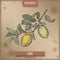 Citrus lemon aka lemon branch color sketch on vintage background.