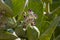 Citrus lemon blossoms and fruit