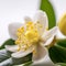 Citrus lemon orange flower close-up macro, lovely white flower,