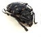 Citrus long-horned beetle