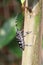 Citrus long-horned beetle (Anoplophora chinensis) in Japan