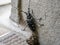 Citrus long-horned beetle climbs along a stairwell 1