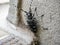 Citrus long-horned beetle climbs along a stairwell 2