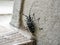 Citrus long-horned beetle climbs along a stairwell 3