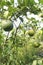 Citrus macroptera on tree in farm