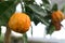 Citrus mandarin with thick skin on a green branch.