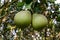 Citrus maxima fruits on the tree