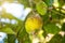 Citrus mealybug, Planococcus Hemiptera Pseudococcidae dangerous pest plants, including economically important tropical fruit trees