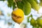 Citrus mealybug, Planococcus Hemiptera Pseudococcidae dangerous pest plants, including economically important tropical fruit trees