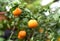 Citrus Myrtifolia Chinotto or myrtle-leaved orange tree close up