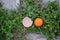 Citrus myrtifolia, the myrtle-leaved orange fruit next to 5 euro cent cent coin