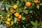 Citrus myrtifolia, the myrtle-leaved orange mini tree full of fruits