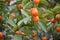 Citrus myrtifolia, the myrtle-leaved orange tree full of fruits