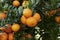 Citrus myrtifolia tree close up