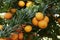 Citrus myrtifolia tree close up